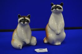 Pair of Russian Racoons