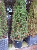 *Conifer Tree in Circular Plastic Planter