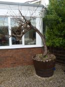 *Large Wooden Barrel Plant Pot with Vine