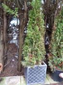 *Conifer Tree in Plastic Planter