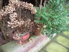 *Two Planters with Hydrangeas and Other Plants