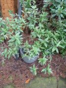 *Plastic Plant Pot Containing a Buddleia Plant