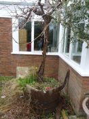 *Half Barrel Planter Containing Vine