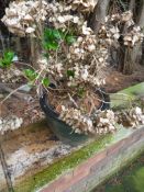 *Ceramic Plant with Hydrangeas
