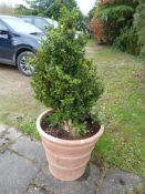 *Terracotta Planter Containing a Plant