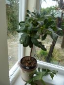 *Rhododendron in Pot