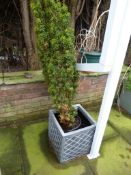 *Yew Tree in Planter