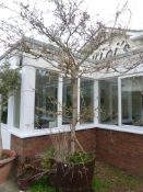 *Half Barrel Planter with a Large Plant