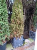 *Conifer Tree in Plastic Planter