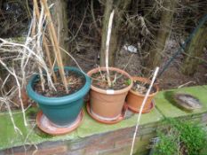 *3 Plastic Plant Pots Containing Various Plants