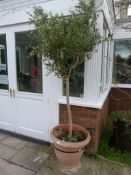 *Large Plastic Plant Pot Containing a Young Olive