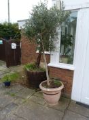 *Large Plastic Plant Pot Containing a Young Olive