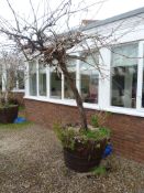 *Large Wooden Barrel Plant Pot with Vine