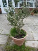 *Terracotta Planter Containing a Young Olive Tree