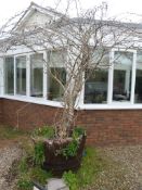 *Half Barrel Planter with a Large Plant