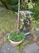 *Terracotta Planter Containing a Rose