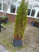 *Square Planter Containing a Conifer
