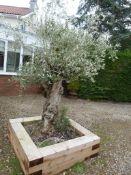 *Older Olive Tree in Wood Surround (trunk circumference 90cm)