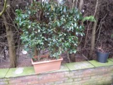 *Rectangular Planter Containing 2 Bays