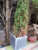 *Conifer Tree in Plastic Planter