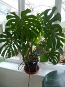 *Cheese Plant in Pot