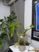 *Cheese Plant and Four Cacti