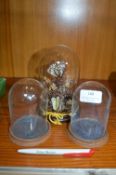 Three Glass Domes (One Taxidermy)