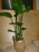 *Rubber Plant in Natural Planter
