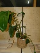 *Rubber Plant in Natural Planter