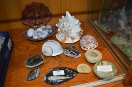 Shells and Fossils, etc.