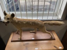 Stuffed Fox on Oak Stand