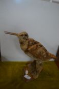 Taxidermy Bird