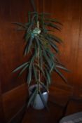 *Ficus in Ceramic Pot