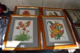 Four Framed Victorian Flower Prints