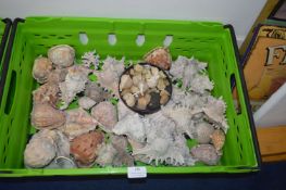 Medium and Small Shells