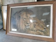 *Framed picture of Lion 33 W x 23 H Inch