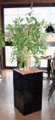 1 x Black Gloss Planter With Artificial Plant - Overall Height Approx 6ft