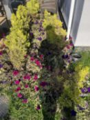 12 rectangular plastic planters including contents