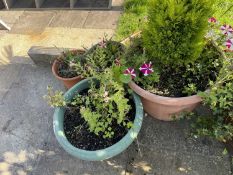 3 plastic plant pots including contents