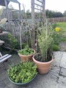 3 plastic plant pots including contents