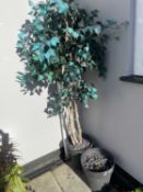 2 plastic plant pots including contents