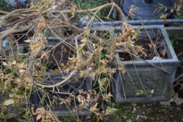 Two plant pots including contents