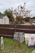 Large decorative metal tree ornament, height approx 240cm