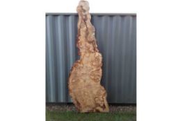Oak burr, hardwood timber air dried sawn waney edge / live edge character English burr oak slab
