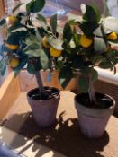 Lemon Tree X2