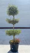 Topiary Olive Tree
