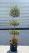 Topiary Olive Tree