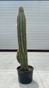 Column Cactus