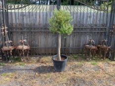 Potted Olive Decorative Tree