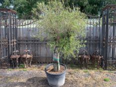 Ancient Huge Olive Tree In Pot
